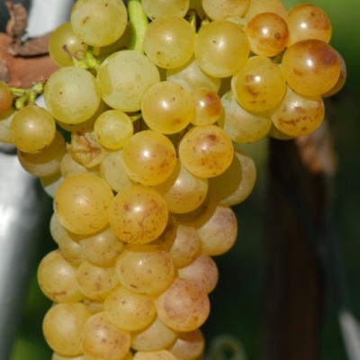 Vollreifer Chardonnay auf dem Steinkopf